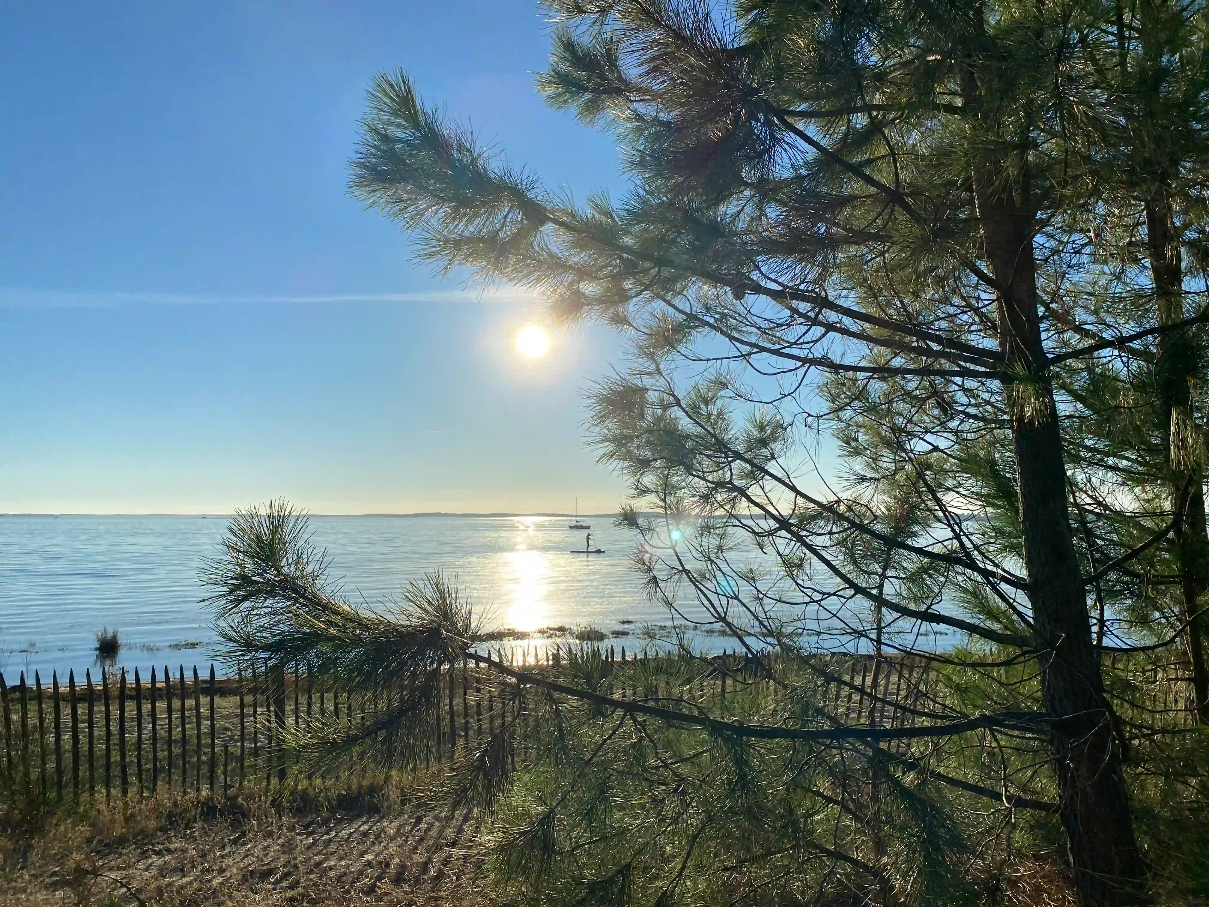 Soleil bas a travers les pins à la plage des Quinconces
